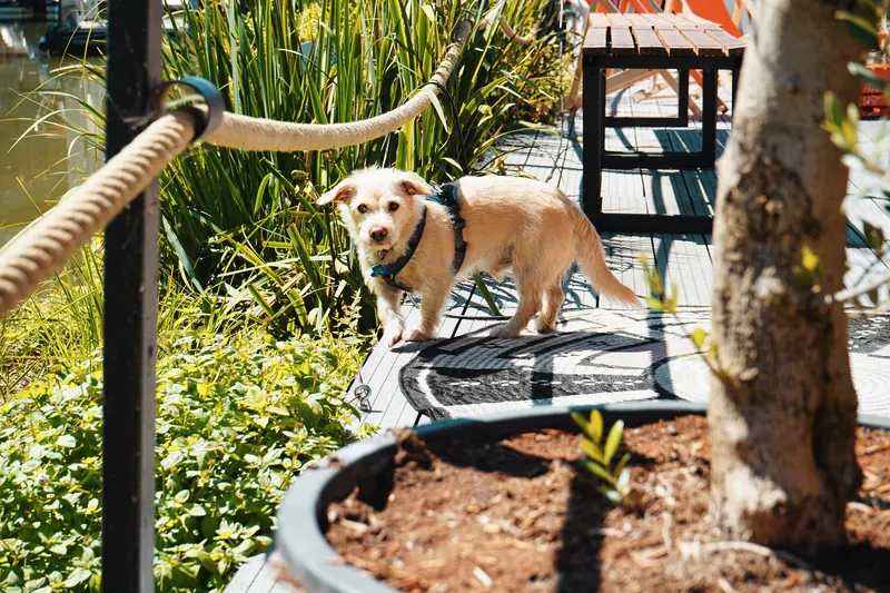 Hund mit Geschirr auf dem Steg zwischen Pflanzen